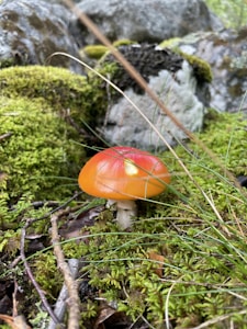 Reishi Mushroom Powder