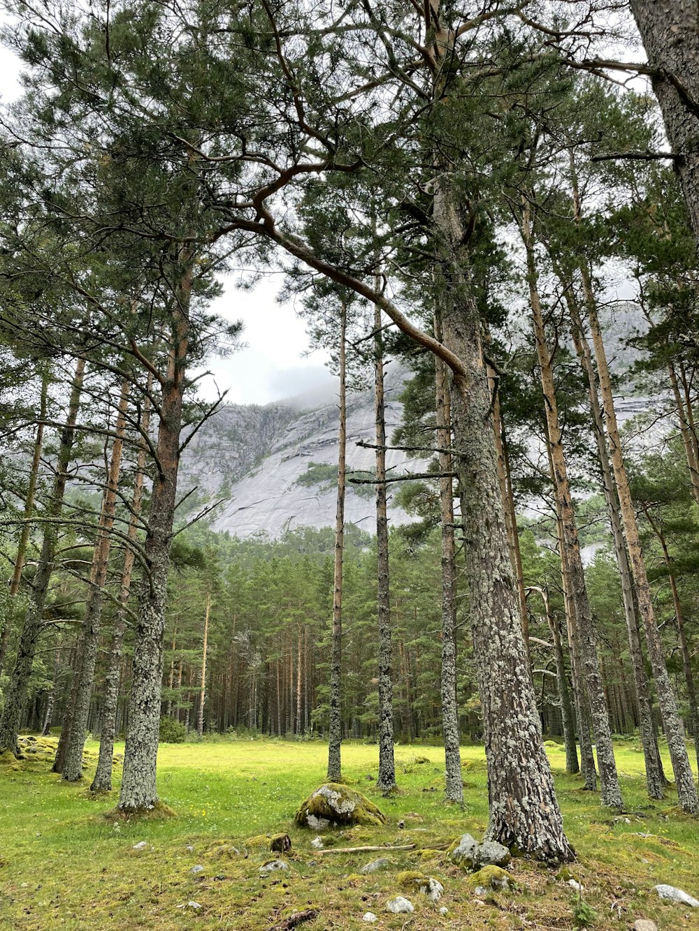 a grassy area with trees and a mountain in the background