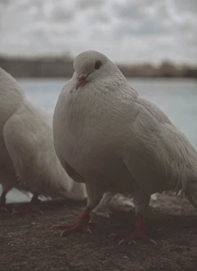 A close-up of a blue dove figurine resting on a desk beside financial documents.