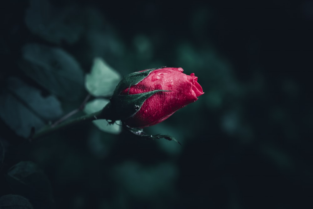 a single red rose with a dark background