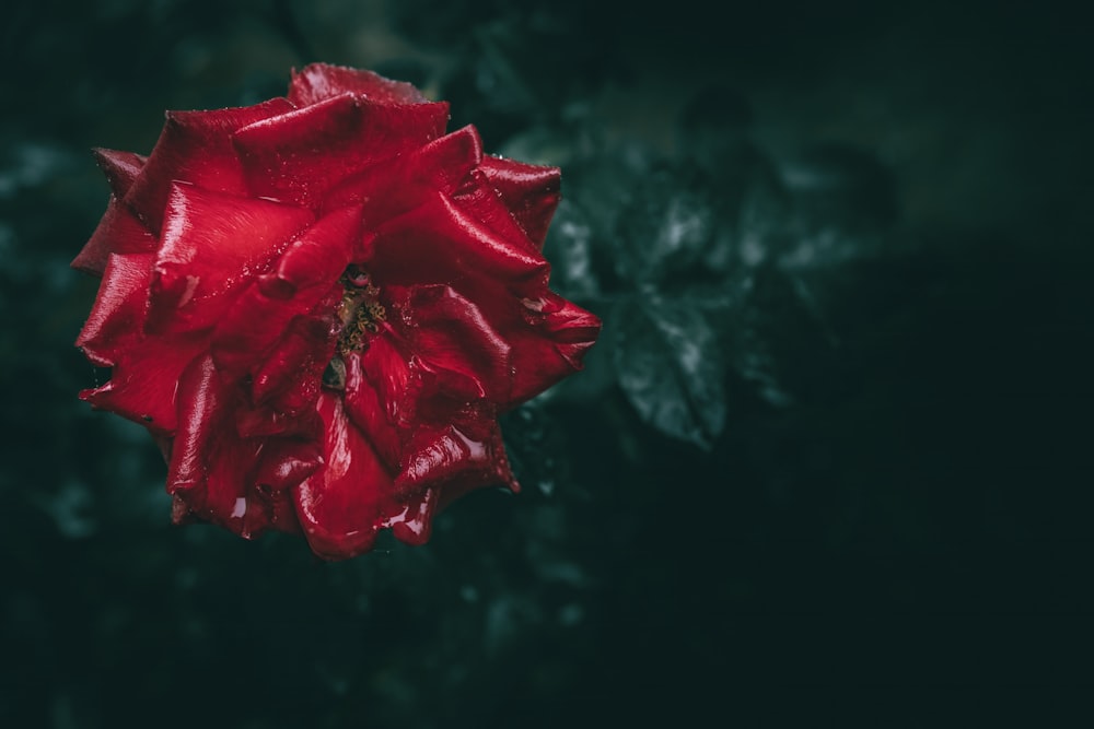 a red flower with water droplets on it