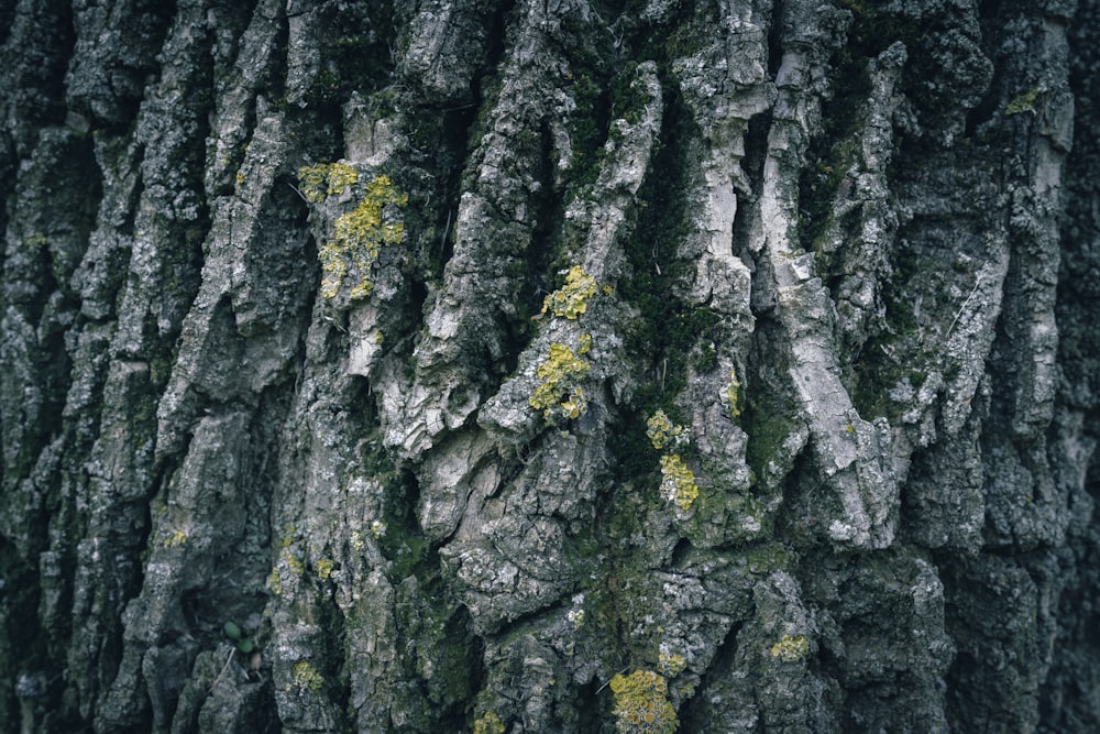 the bark of a tree with moss growing on it