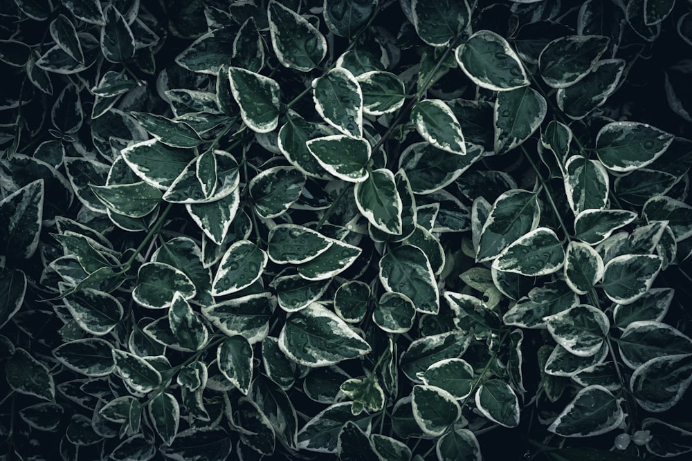 a bunch of green leaves on a black background