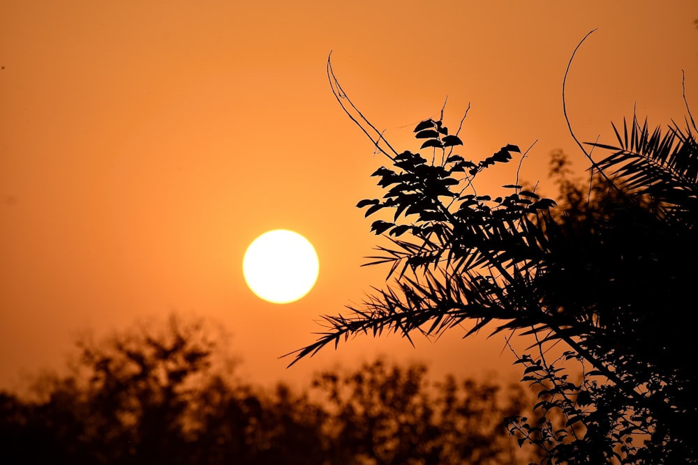 the sun is setting behind a tree branch