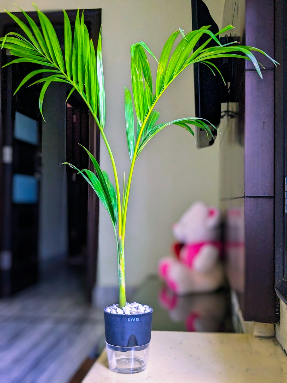 a green plant in a glass vase on a table