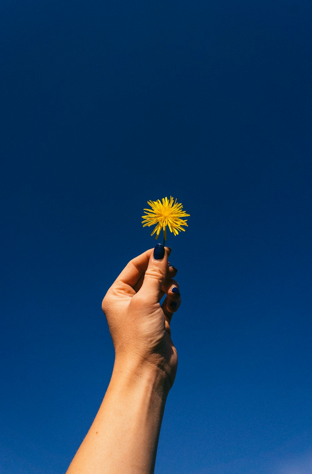 a hand holding a yellow flower against a blue sky