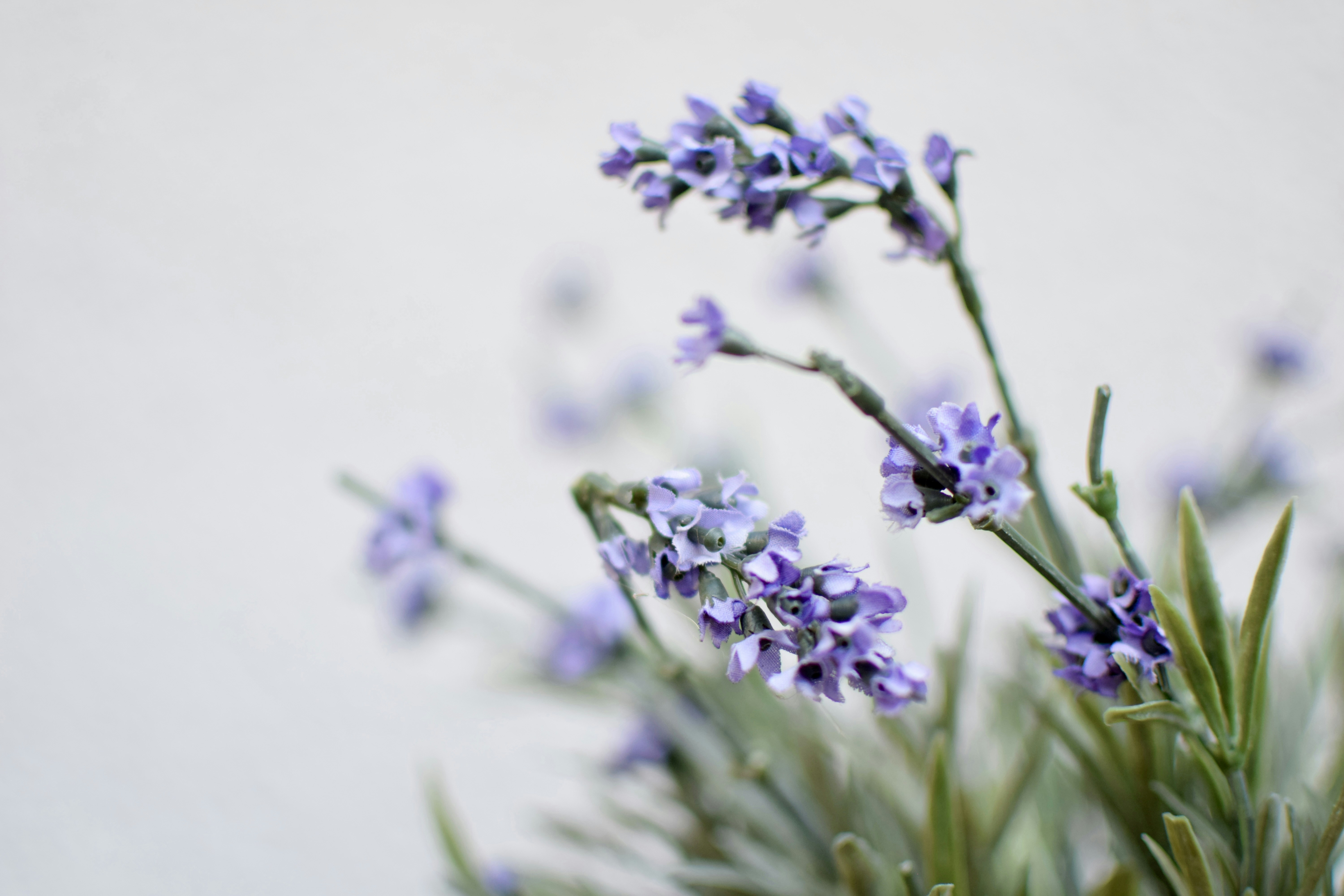 Photo by hitomibremmer