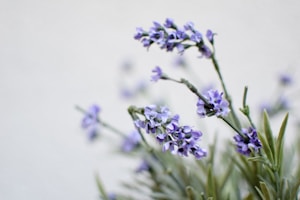 Dried Lavender Bundle