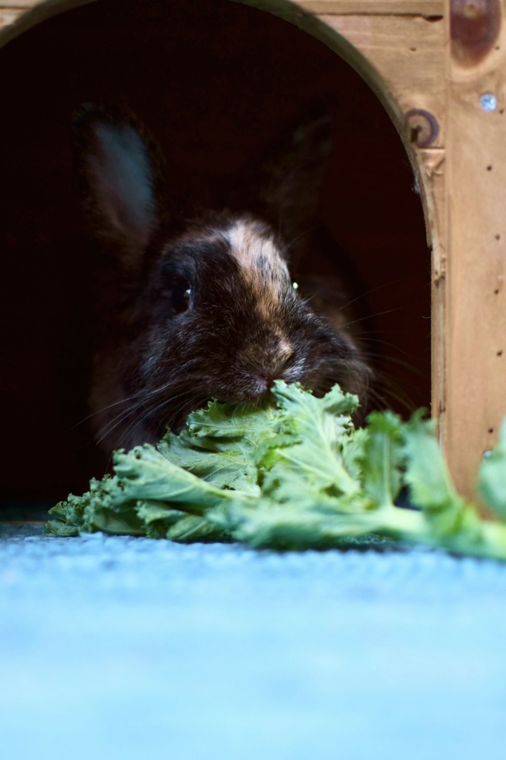 a black and brown rabbit eating some lettuce