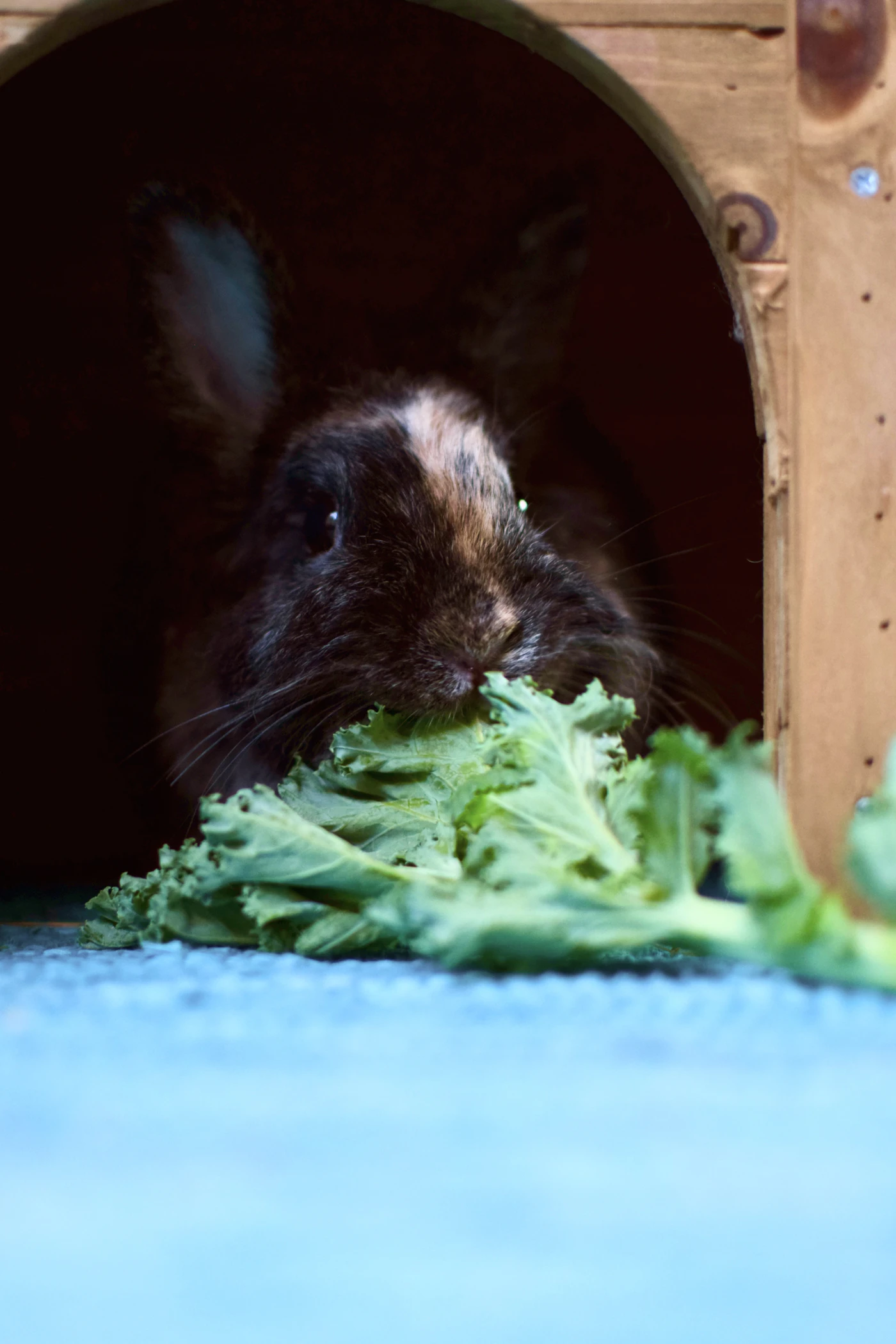 Conejo comiendo hojas verdes frescas