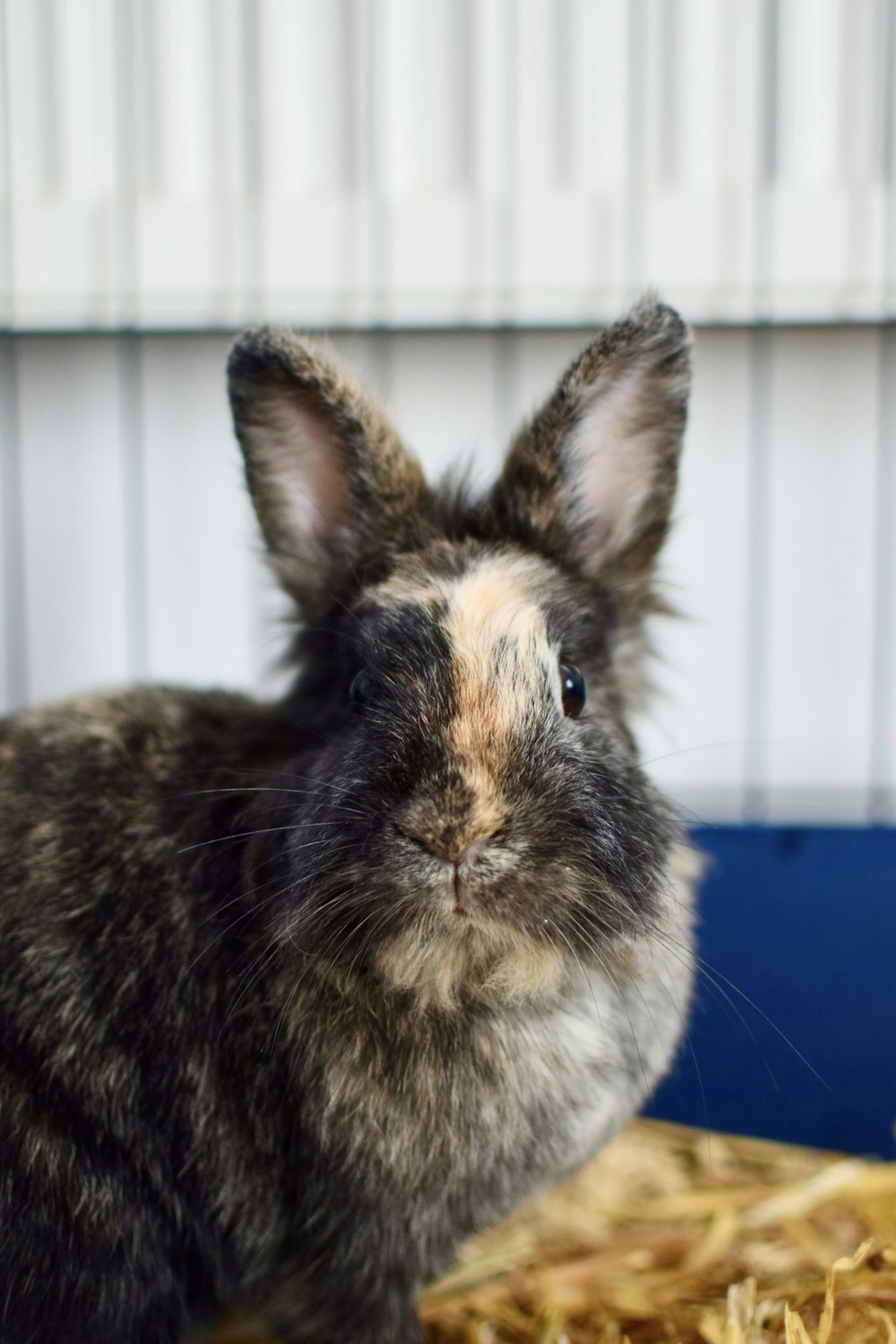 a small rabbit sitting on top of a pile of hay