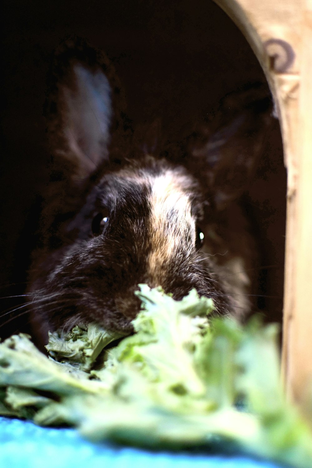 a close up of a rabbit eating a piece of broccoli