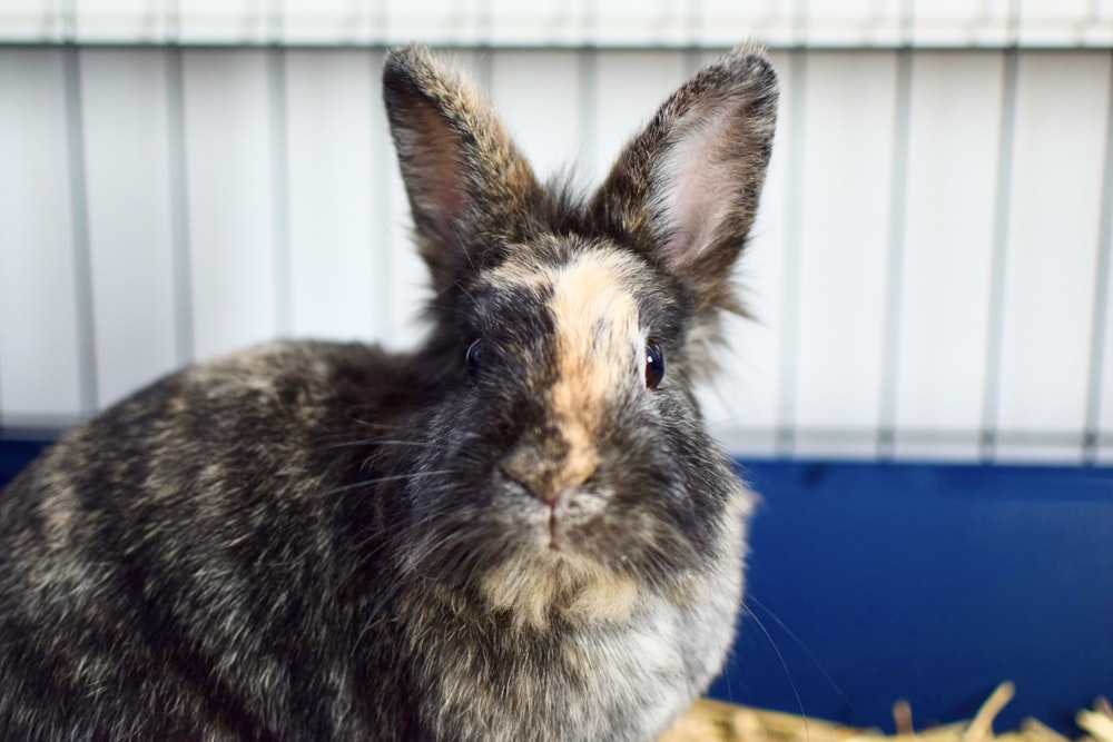 a rabbit sitting in hay in a cage