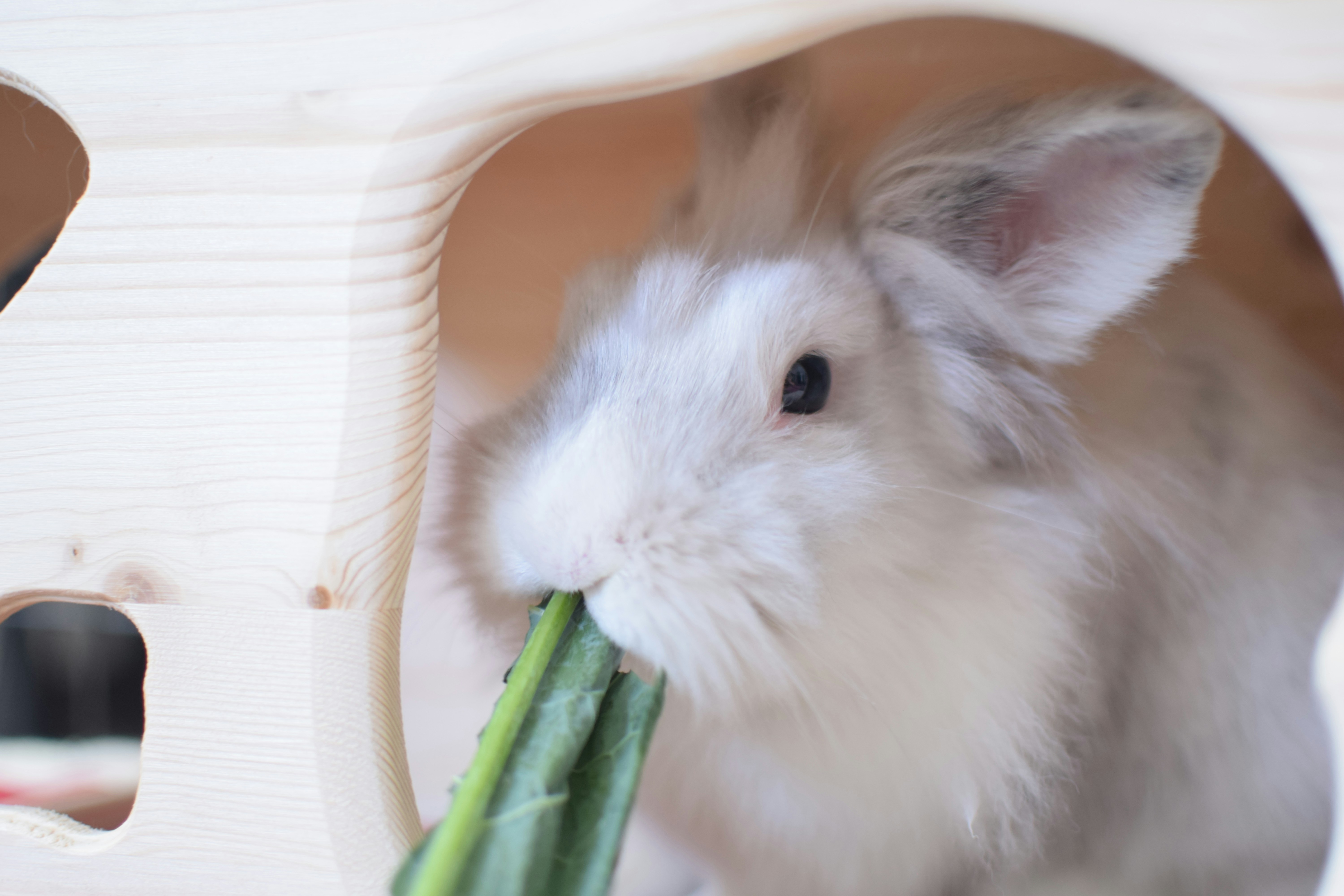 Celery and Flemish Giants: A Bun-tastic Guide!