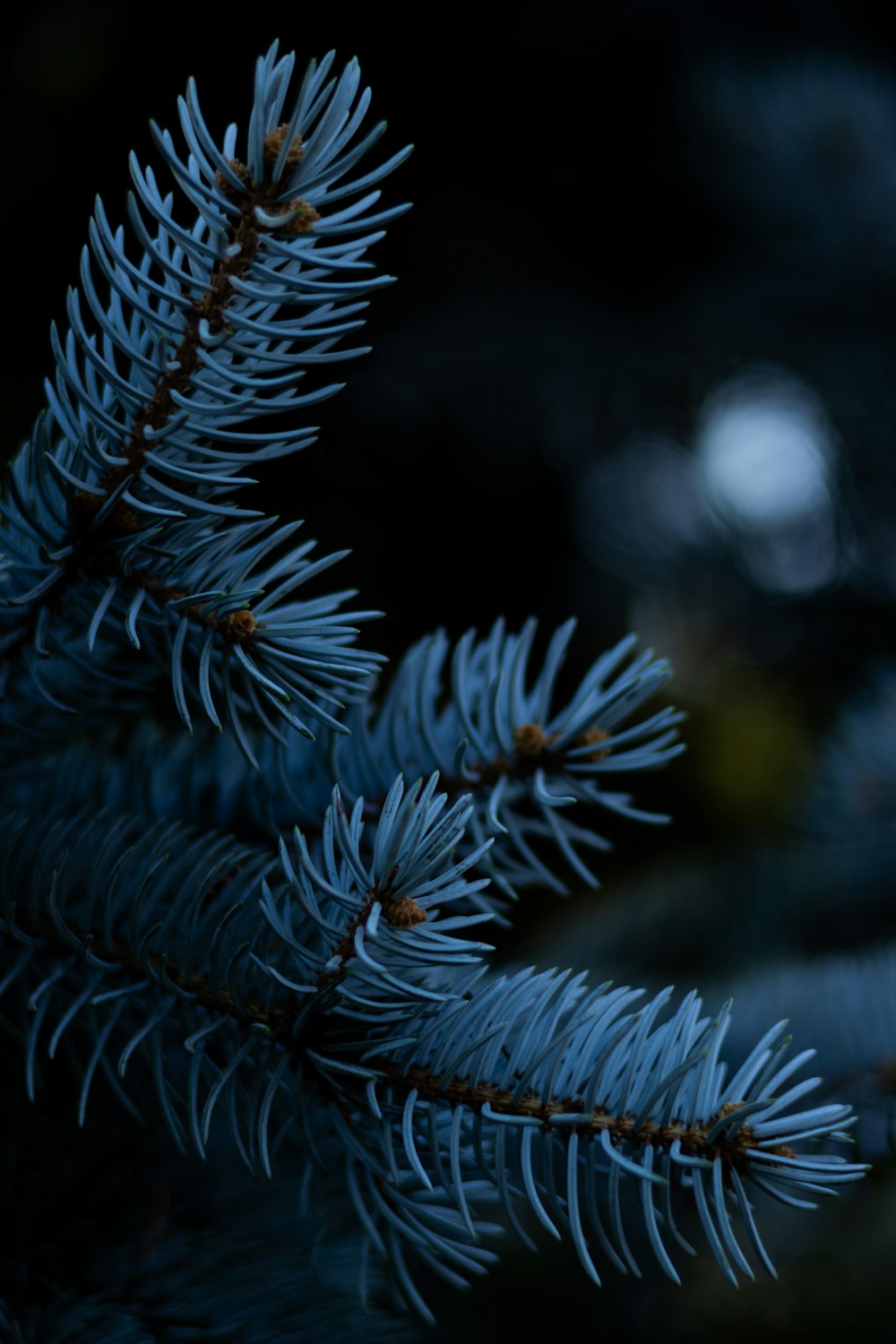 a close up of a pine tree branch