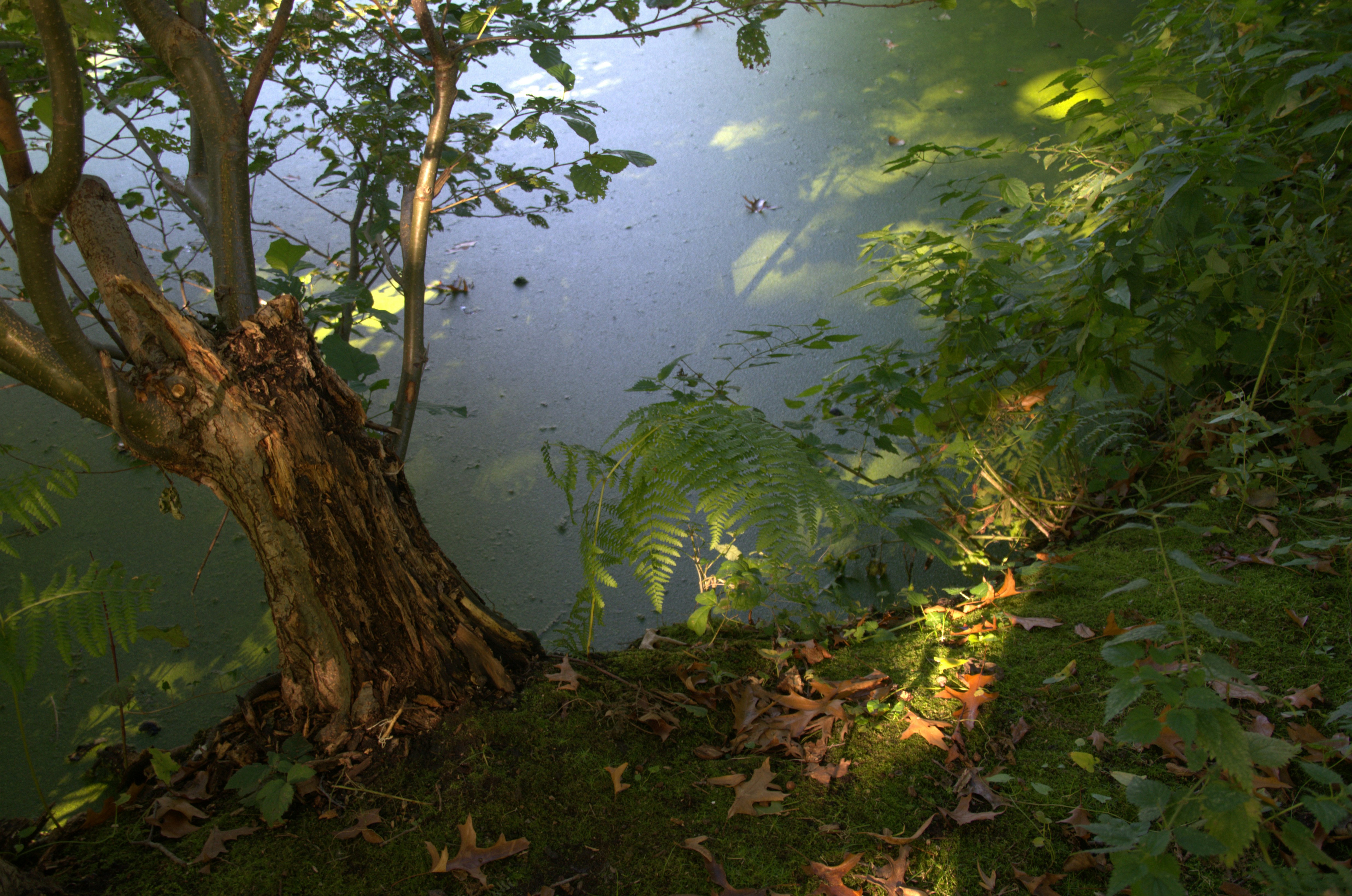 a tree in the middle of a forest next to a body of water