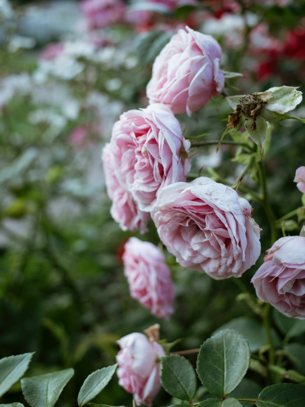 a bunch of pink roses growing in a garden