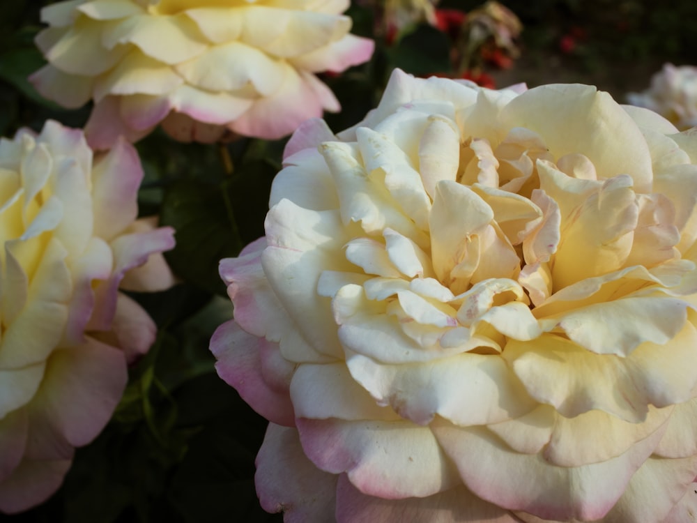 a close up of a pink and white flower