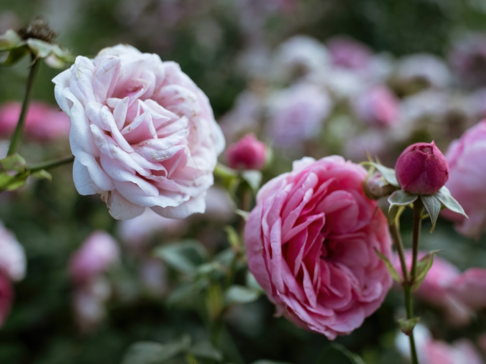 a bunch of pink flowers that are blooming