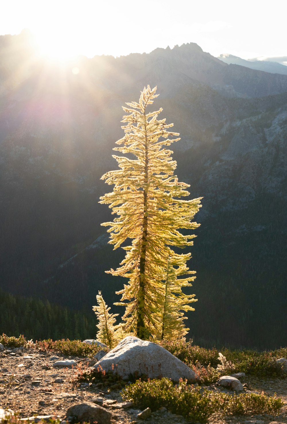 a lone pine tree in the middle of a mountain range