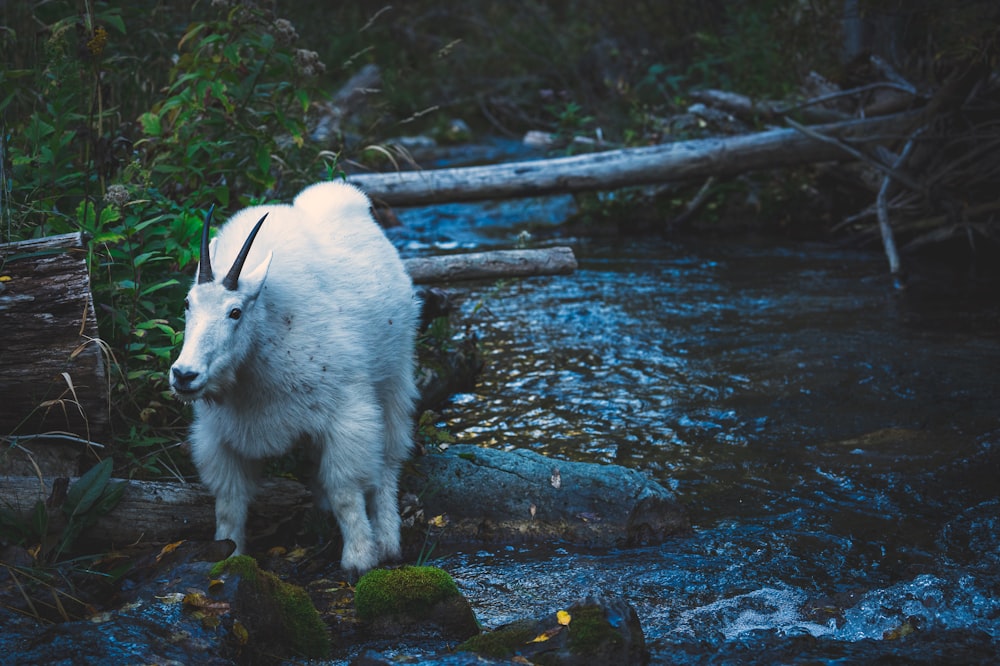 a mountain goat standing on a log in a stream