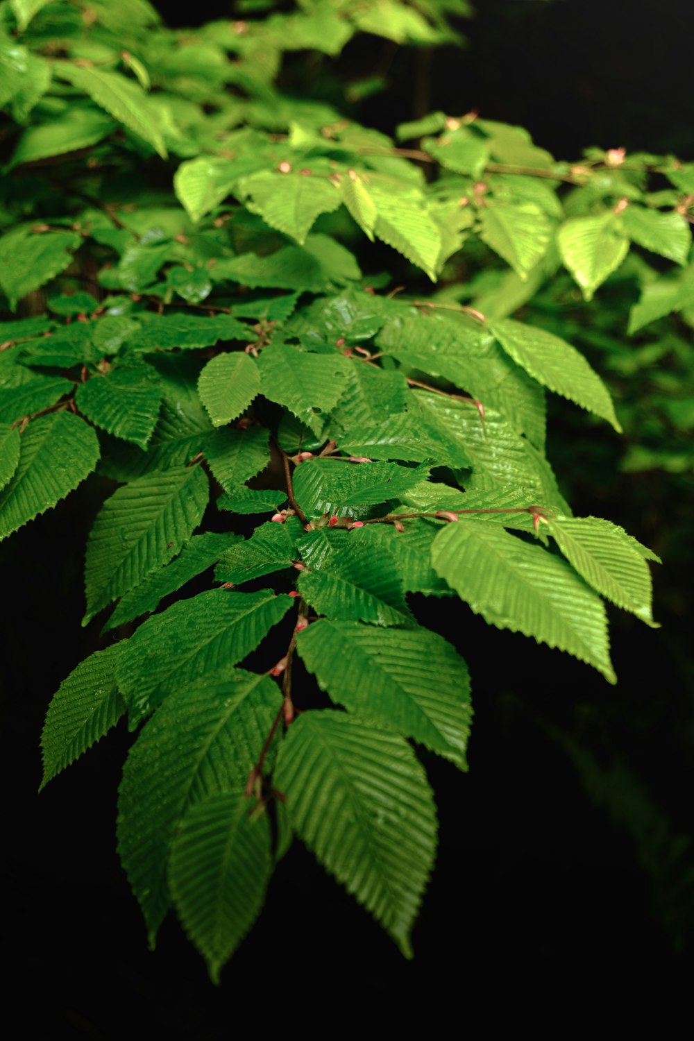 a close up of a green leafy plant