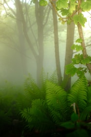 a lush green forest filled with lots of trees