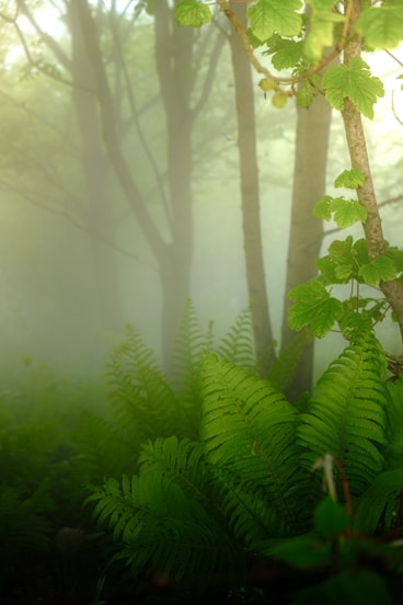 a lush green forest filled with lots of trees