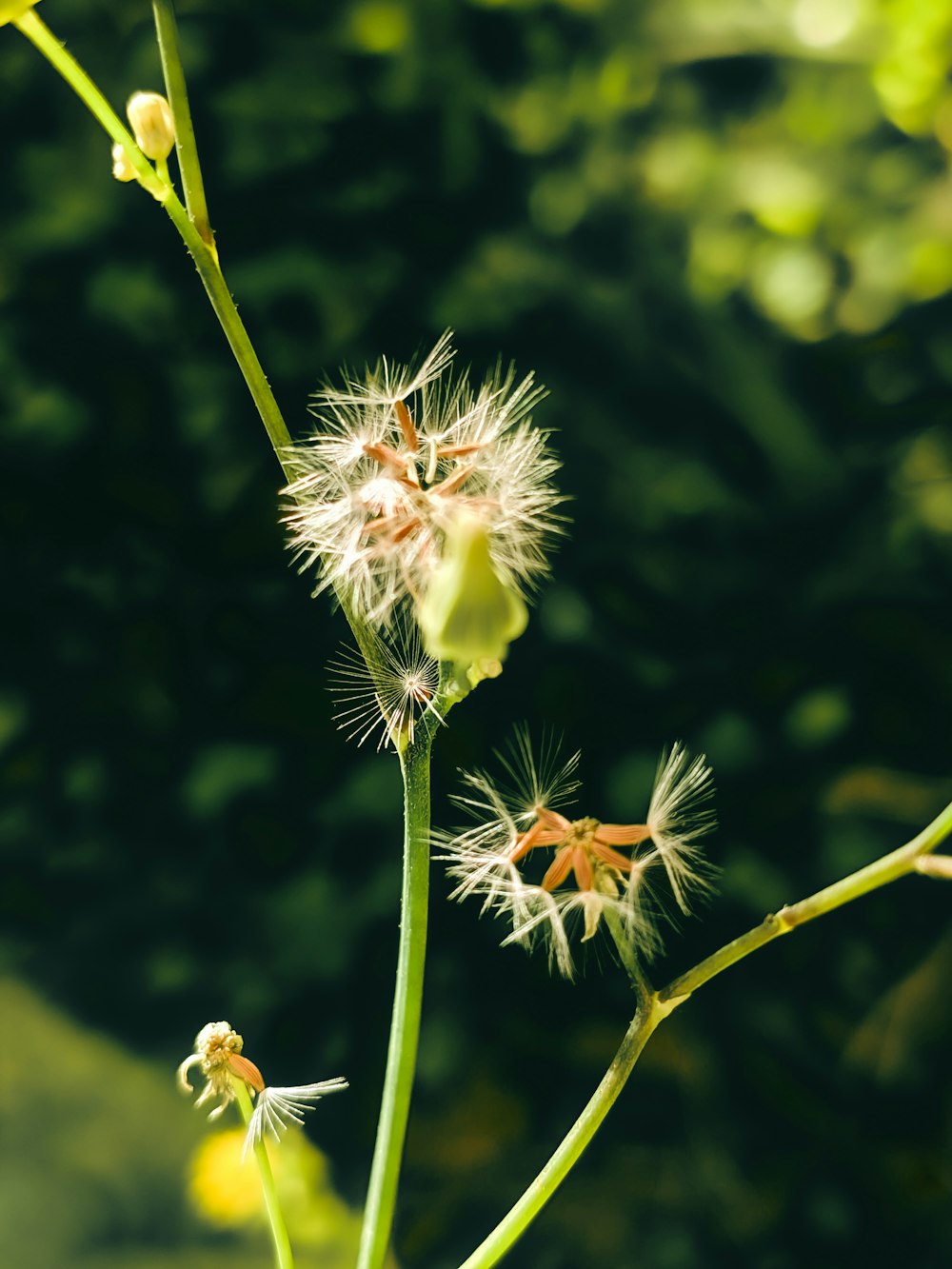 a close up of a dandelion plant with a blurry background
