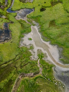 An aerial view of a lush marshland with green grassy areas interspersed with patches of water. The landscape forms natural patterns with distinct lines of vegetation. A group of white birds is visible on the ground, adding dynamic elements to the serene environment.