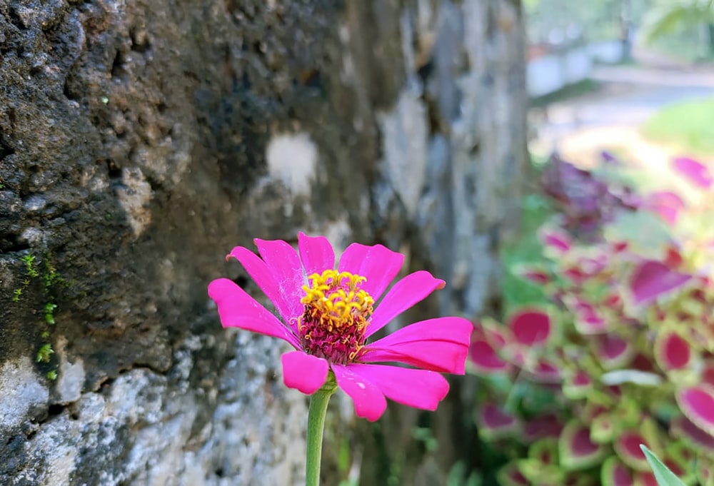 a pink flower in front of a stone wall
