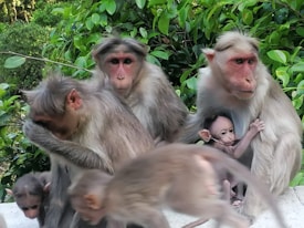 Finger Monkeys for sale in USA