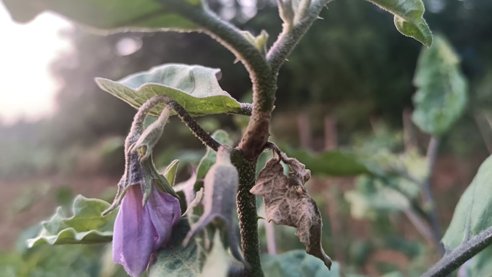 a close up of a flower on a plant