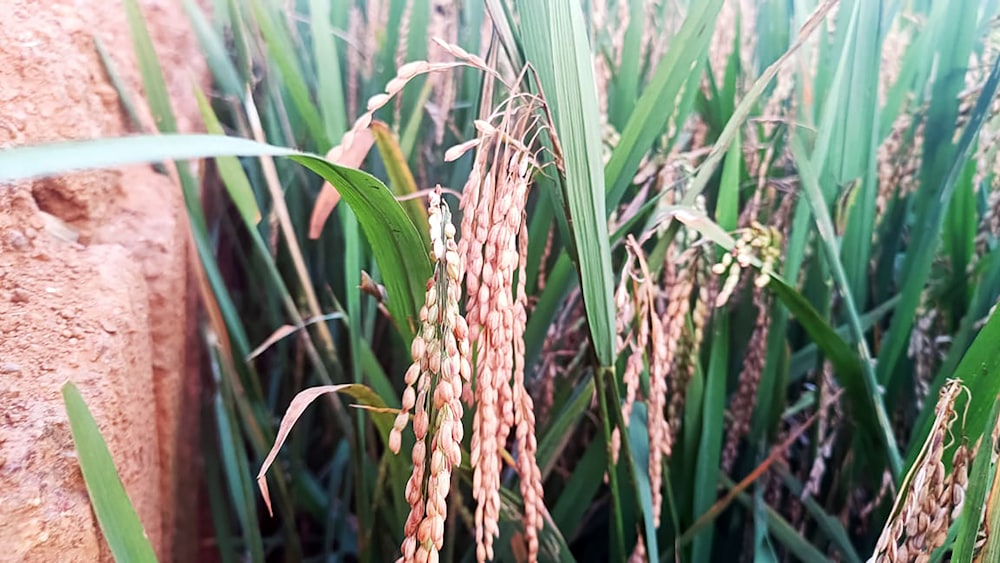 a close up of a bunch of grass near a wall