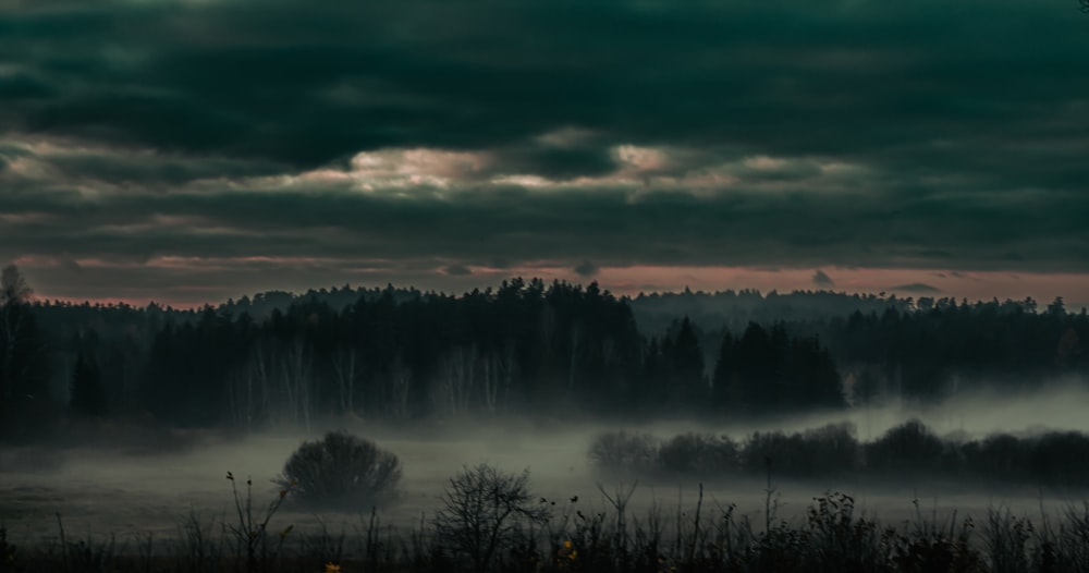 a foggy landscape with trees in the distance