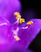 A bold macro photo of a flower with intense colors and sharp details.