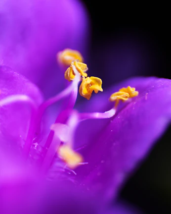 A bold macro photo of a flower with intense colors and sharp details.