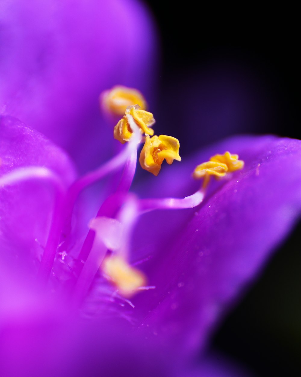 a close up of a purple flower with yellow stamen