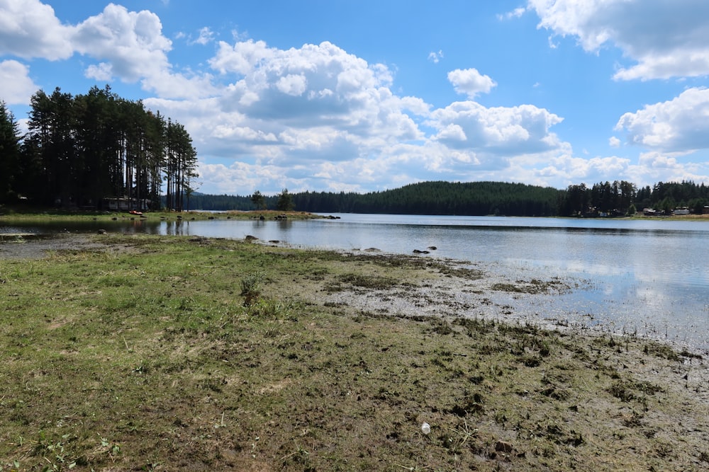 a large body of water surrounded by a forest