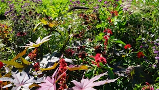A vibrant garden scene showcasing tropical trees and colorful ornamental plants under natural sunlight.