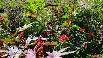 A vibrant garden scene showcasing a variety of colorful flowers and lush green plants under natural sunlight.