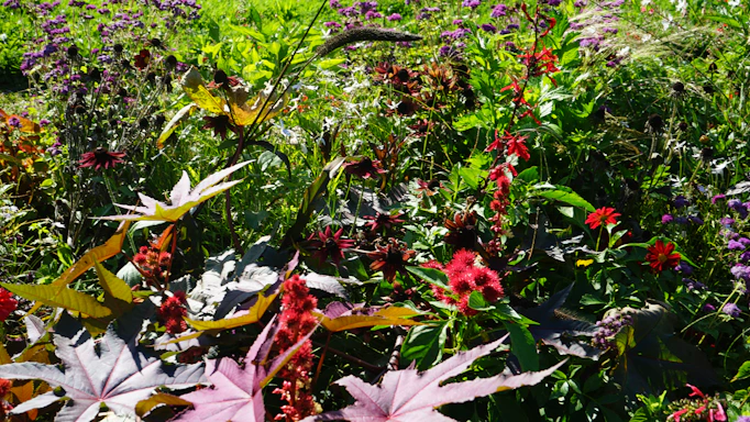 A vibrant photo of a lush Surinamese herb garden bathed in morning sunlight.