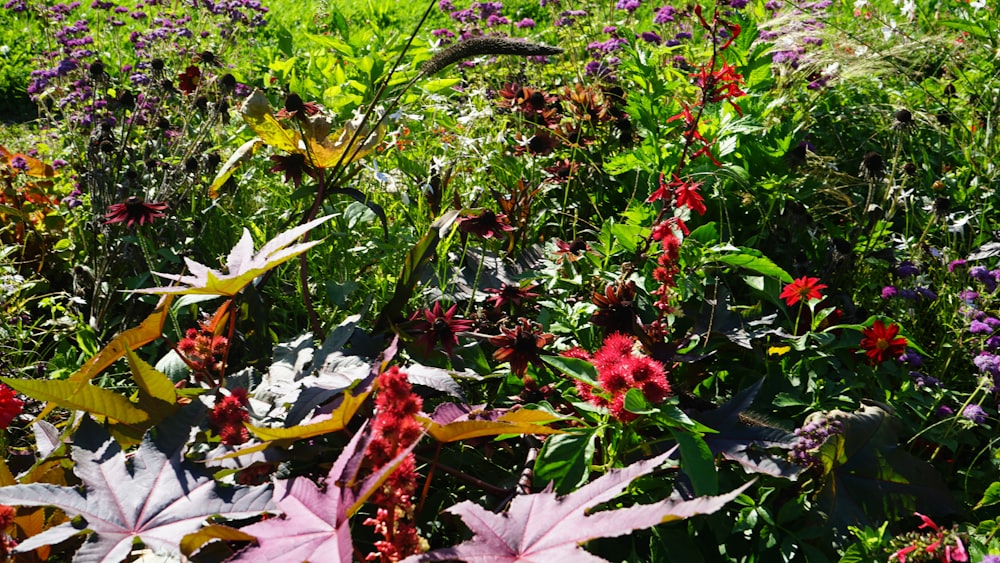 a field full of colorful flowers and plants