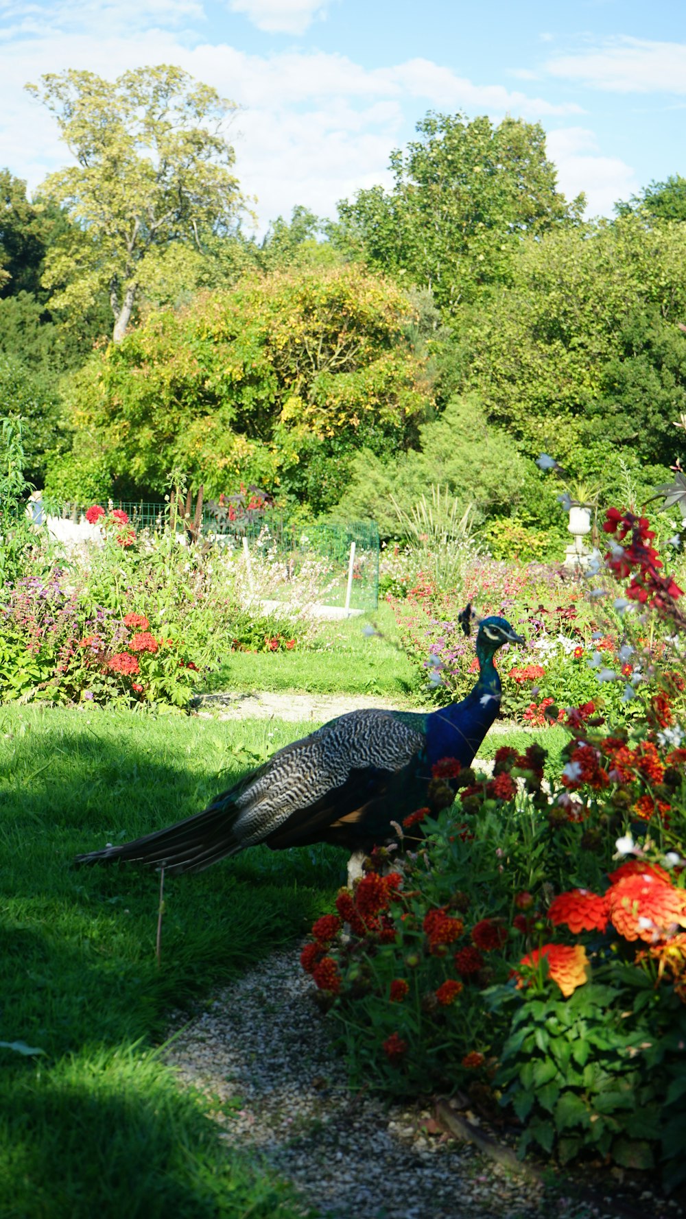 a peacock is standing in the middle of a garden