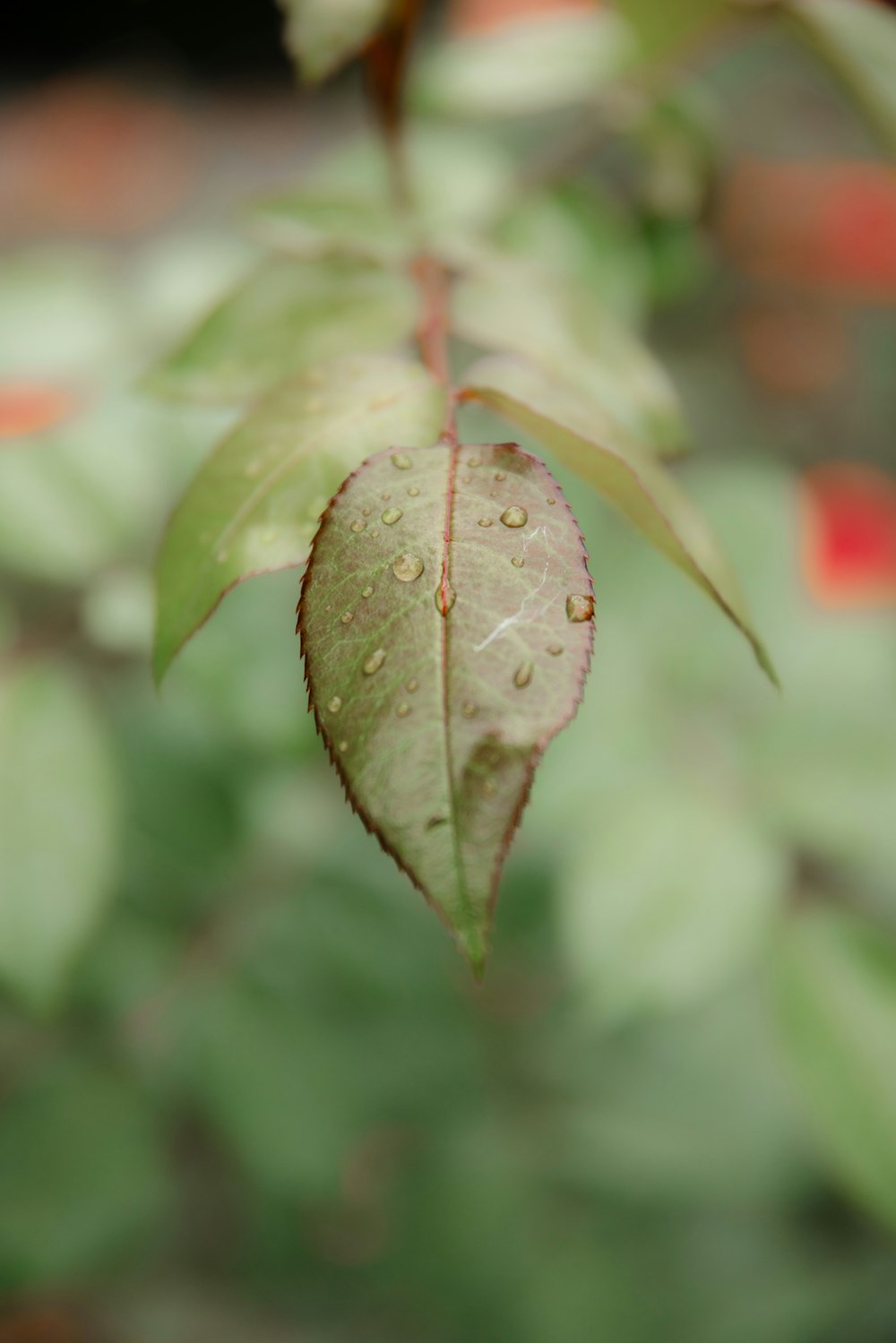 a close up of a leaf with drops of water on it