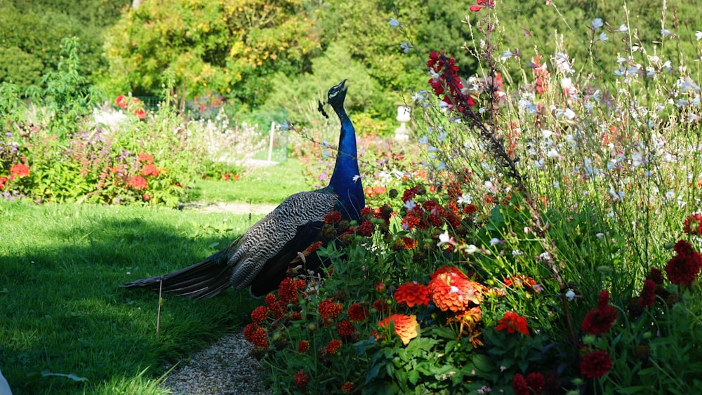 a peacock standing in a garden next to flowers