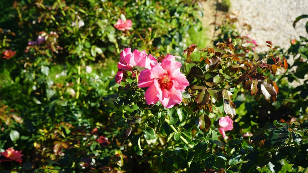 a pink flower is blooming in a garden