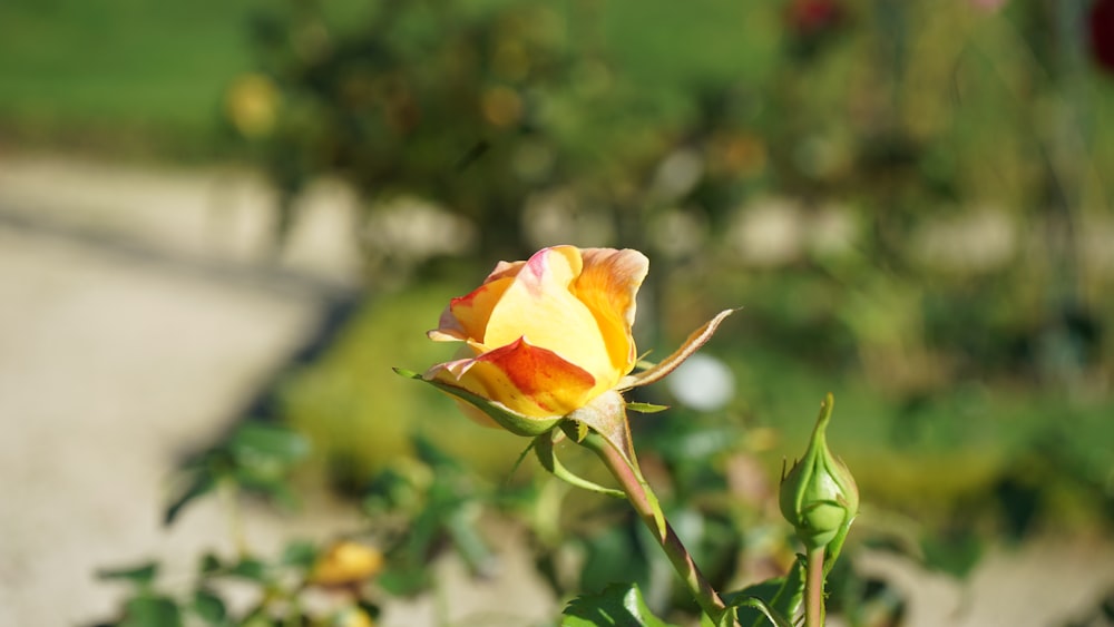 a yellow and red rose in a garden