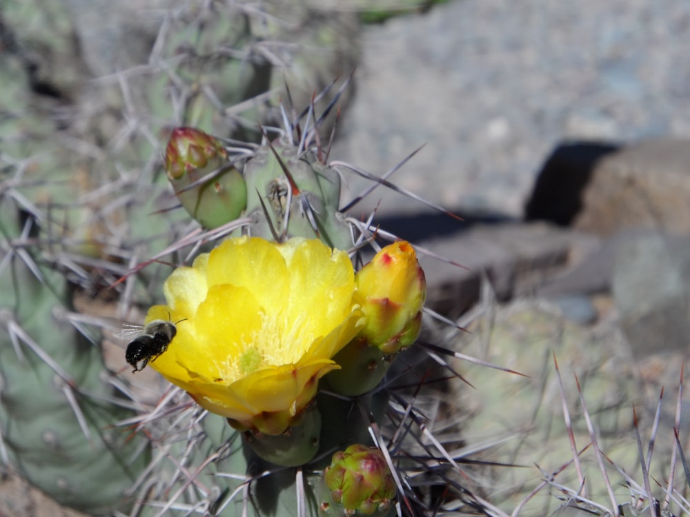 a yellow cactus with a bee on it