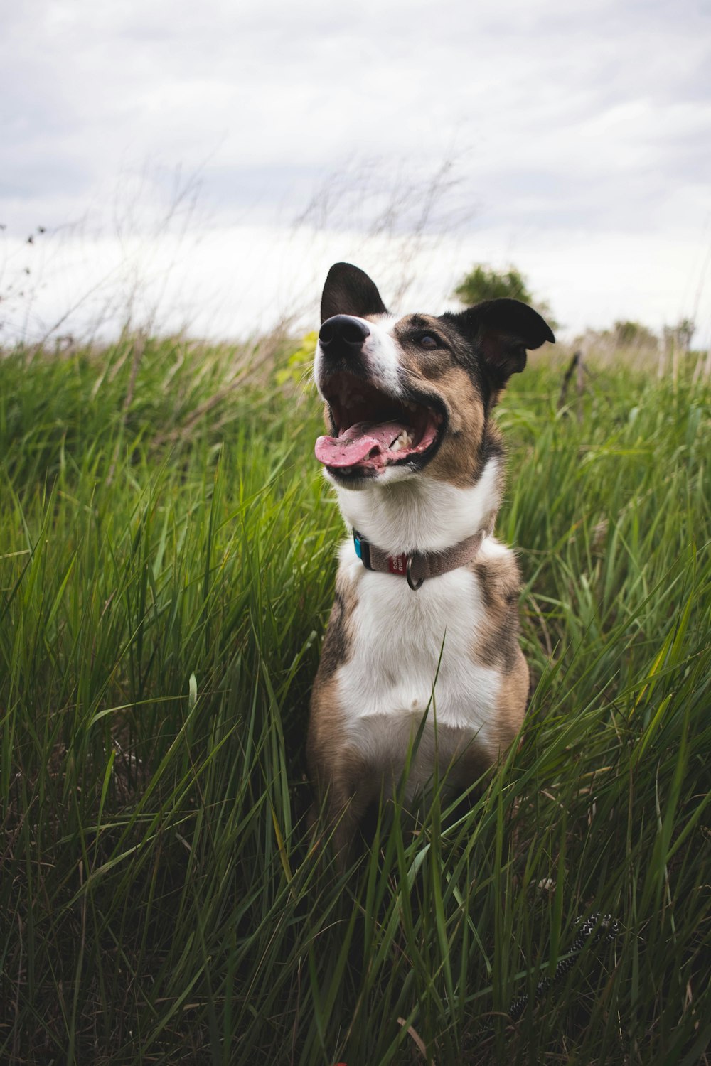 a brown and white dog sitting in tall grass